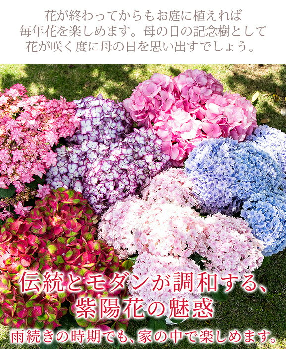 日も12時迄当日出荷！ 最短発送 母の日 遅れてごめんね お花 鉢花 プレゼント 花 紫陽花 5号鉢 西洋紫陽花 鉢植え【お届け中 送料無料】60代 70代 80代 花鉢 お花 あじさい アジサイ 誕生日 お祝い フラワーギフト お母さん 義母 母 祖母 まだ間に合う 2026mom