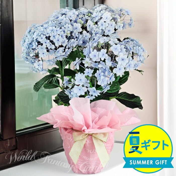 花 夏 ギフト お中元 花 鉢植え アジサイ てまりてまりブルー 6号鉢【お届け中 地域限定送料無料】プレゼント 鉢植え あじさい お母さん 鉢花 花鉢 紫陽花 贈り物 誕生日 お祝い 贈答 同梱不可のサムネイル