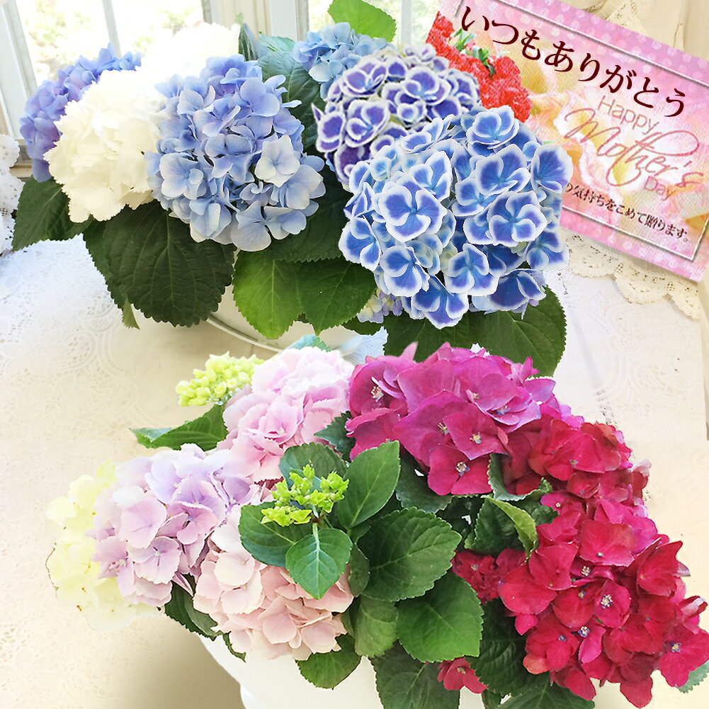 鉢花 ギフト 3色植え あじさい 寄せ