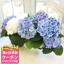 あじさい 花の鉢植え ＼母の日早割／ 母の日花 プレゼント 花 ギフト 鉢植え あじさい 3色植え 舟盛り 鉢植え【母の日期間5月7日～5月12日 地域限定送料無料】ミックス 花 お祝い 贈答 アジサイ 紫陽花 鉢花 寄せ植え あじさい 義母 60代 70代 80代 2024mom 鉢花