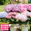 あじさい 花の鉢植え 母の日 鉢花 プレゼント 花 ギフト 鉢植え 紫陽花 選べる8品種 5号鉢 西洋紫陽花【母の日期間5月7日～5月12日 地域限定送料無料】鉢植え 鉢花 花鉢 お花 あじさい アジサイ 誕生日 お祝い フラワーギフト お母さん 母 祖母 2024mom