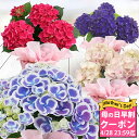 あじさい 花の鉢植え ＼母の日 早割／ 鉢花 プレゼント 花 あじさい 選べる9種 4号 鉢植え【母の日期間5月7日～12日 地域限定 送料無料 同梱不可】紫陽花 ギフ義母 60代 70代 80代 アジサイ マザーズディー 女性 母 祖母 花鉢 花 フラワーギフト お花 贈り物 珍しい 2024mom ハッピーガーデン