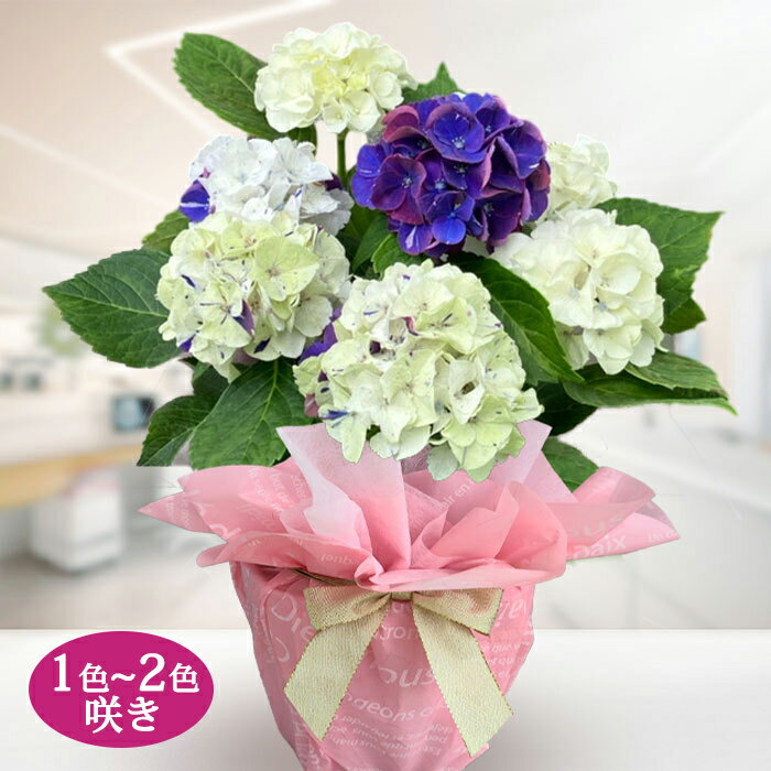 楽天市場】アジサイ 品種（カラーパープル）（鉢花｜花・観葉植物