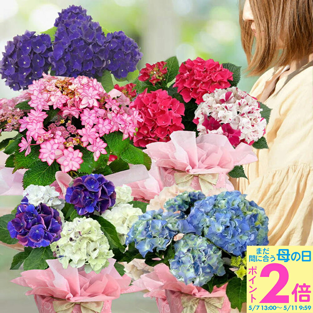 ポイント2倍 母の日 まだ間に合う お花 プレゼント 花 ギフト あじさい 選べる7種 4号 鉢植え...