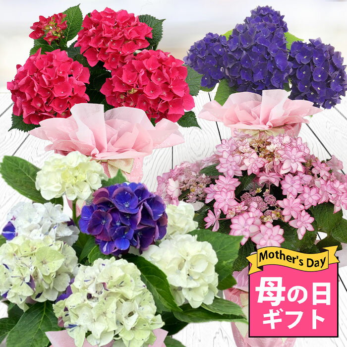 母の日 お花 プレゼント 花 ギフト �