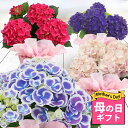 あじさい 花の鉢植え まだ間に合う 母の日 ギフト 鉢花 プレゼント 花 あじさい 選べる9種 4号 鉢植え【母の日期間5月7日～12日 地域限定 送料無料 同梱不可】紫陽花 義母 60代 70代 80代 アジサイ マザーズディー 女性 母 祖母 花鉢 お花 贈り物 珍しい 2024mom ハッピーガーデン