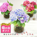 母の日 花 プレゼント 珍しい 盆栽 苔玉 あじさい 1株 受け皿付き【母の日期間5月7日～5月12日 地域限定送料無料】紫陽花 花 ギフト アジサイ 鉢植え 花 お花 鉢花 コケダマ こけだま Mother s…