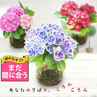 いつもと違う あじさいコロンと可愛い紫陽花！ 母の日ギフト...