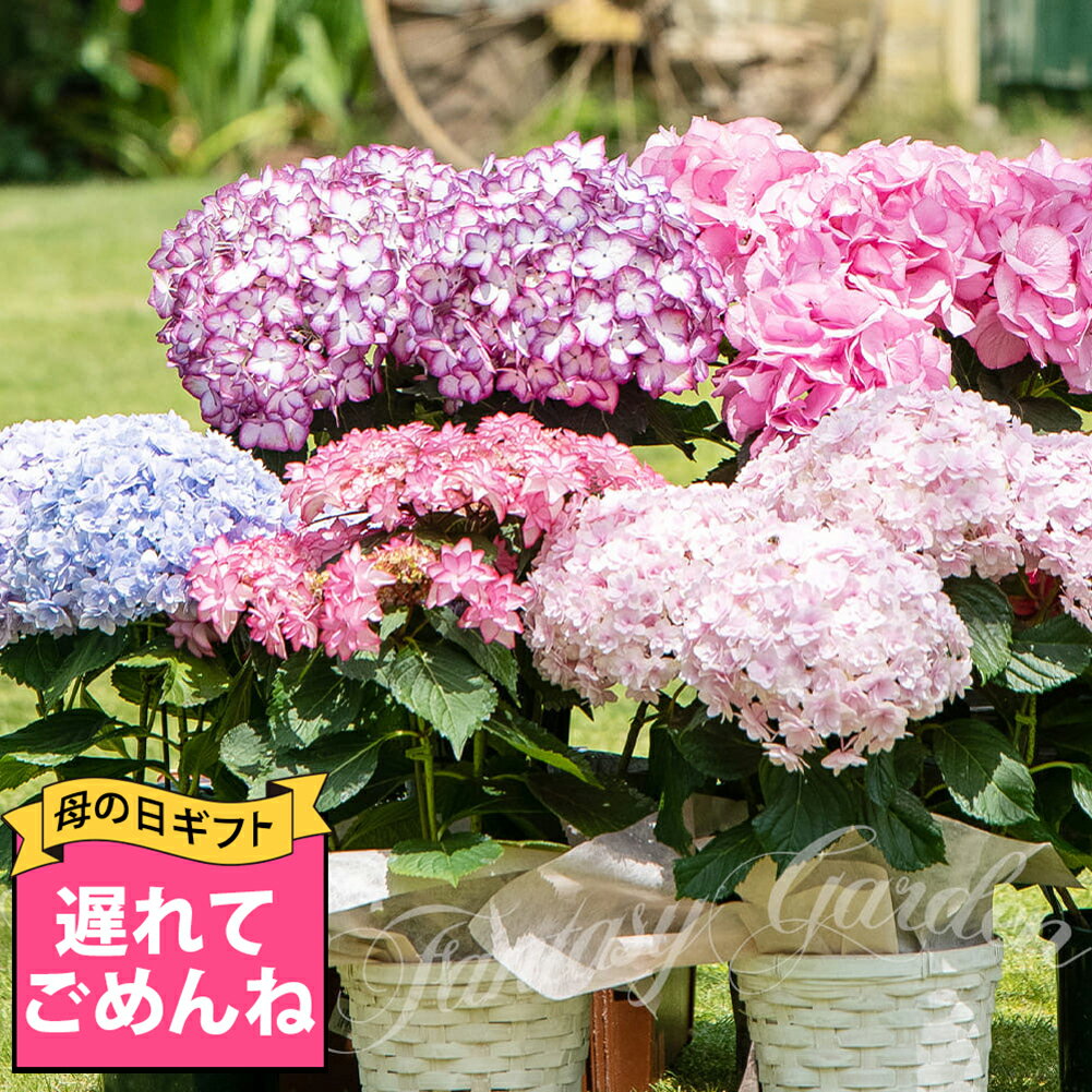 ＼最短発送★遅れてごめんね母の日／ 鉢花 プレゼント 花 紫陽花 選べる8品種 5号鉢 西洋紫陽花 鉢植え【最短発送 地…