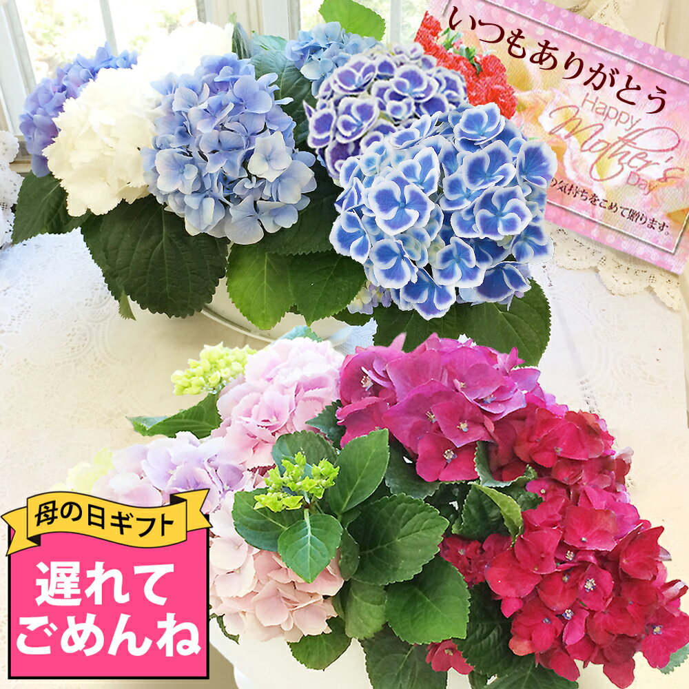 ＼最短発送★遅れてごめんね母の日／ ギフト 3色植え あじさい 寄せ植え 選べる2種 赤系 or 青 ...