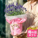 ハッピーガーデン 花の鉢植え まだ間に合う 母の日 プレゼント 花 ギフト 鉢花 イングリッシュラベンダー 1鉢 選べるサイズ 4～5号 鉢植え【母の日期間5月7日～5月12日 地域限定 送料無料】Lavandula angustifolia 70代 60代 80代 母の日ギフト 花鉢 義母 香 アロマ ハーブ 癒し 鉢植え お母さん 2024mom