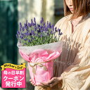 ＼母の日 早割 ／ プレゼント 花 鉢植え イングリッシュラベンダー 1鉢 4～5号 選べる2種Lavandula angustifolia 母の日ギフト 鉢花 花鉢 ギフト アロマ ハーブ 癒し 鉢植え お母さん 2024mom