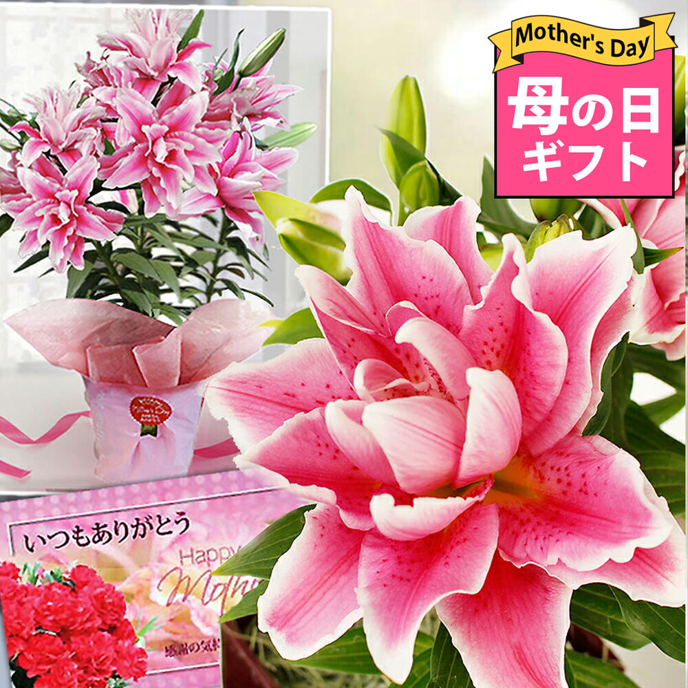 ＼最短発送★遅れてごめんね母の日 ギフト／ プレゼント 花 鉢植え 珍しい ユリ 大輪八重咲き ローズリリー6号 鉢花 【最短発送 地域限定送料無料 同梱不可 産地直送 蕾でお届け】マザーズデー オリエンタルリリー ゆり 百合 お母さん 2024mom ハッピーガーデン