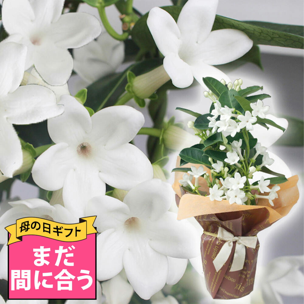 まだ間に合う 母の日のギフト 鉢花 プレゼント 花 マダガスカルジャスミン 4号 鉢植え【最短発送 地域限定送料無料 同梱不可 産地直送 】ラッピング Stephanotis floribunda Madagascarjasmine 2024mom