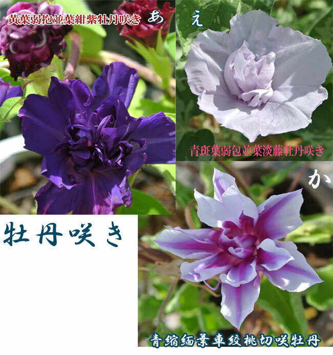 希少な変化 朝顔 出物あさがお 1鉢 素焼陶器鉢 6号 行灯仕立て 送料無料 アサガオ グリーンカーテン 緑のカーテン 節電対策 夏のギフト 誕生日 楽ギフ_包装 楽ギフ_のし 楽ギフ_メッセ アサガオ あさがお _送料無料のサムネイル