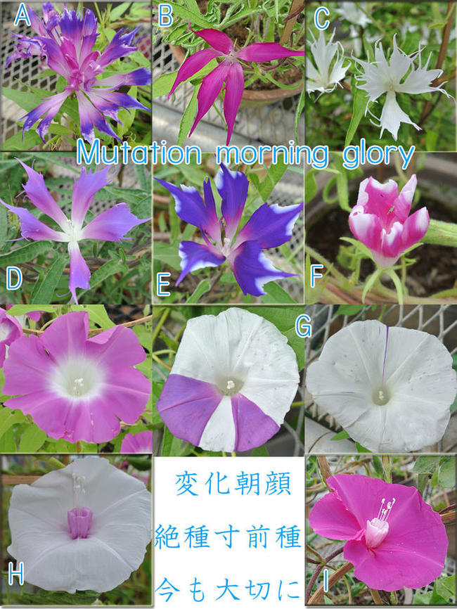 変化 朝顔 あさがお 5号鉢 行灯仕立て 送料無料 アサガオ グリーンカーテン 緑のカーテン 節電対策 夏のギフト 誕生日 楽ギフ_包装 楽ギフ_のし 楽ギフ_メッセ 桔梗咲きアサガオ _送料無料 キャッシュレス還元対象のサムネイル