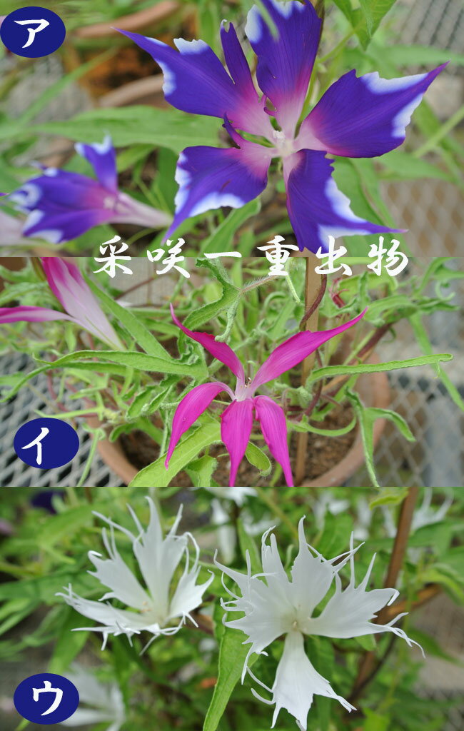 希少な変化 朝顔 出物あさがお 一重咲き 1鉢 素焼陶器鉢 6号 行灯仕立て 送料無料 アサガオ グリーンカーテン 緑のカーテン 節電対策 夏のギフト 誕生日 楽ギフ_包装 楽ギフ_のし 楽ギフ_メッセ アサガオ あさがお _送料無料のサムネイル