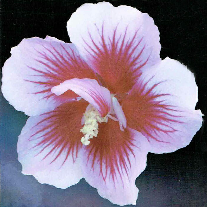 花木 ローズオブシャロン パープルピュラー 4～5号【お届け中】Hibiscus syriacus 鉢植え アオイ フヨウ 庭木 落葉性 桃花 花が咲く木 花 八重咲き ガーデン ガーデニング ヒビスクス ハイビスカス 木槿 ムクゲ むくげ