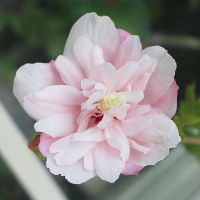 花木 ローズオブシャロン ストロベリー 4～5号【冬期は葉なしでお届け中】Hibiscus syriacus 鉢植え アオイ フヨウ 庭木 落葉性 桃花 花が咲く木 花 八重咲き ガーデン ガーデニング ヒビスクス ハイビスカス 木槿 ムクゲ むくげ ハッピーガーデン