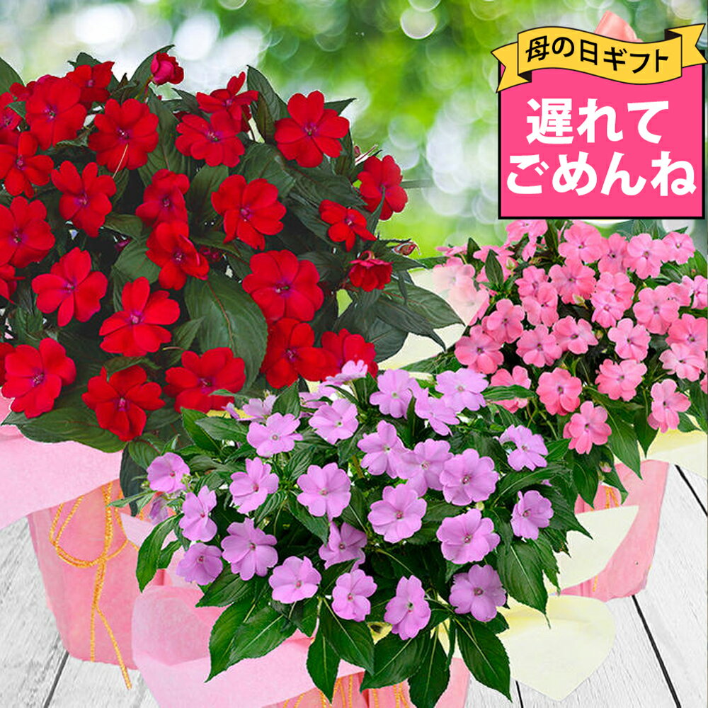 クチナシ 花の鉢植え ＼最短発送★遅れてごめんね母の日 ギフト／ プレゼント 花 サマーインパチェンス 色 おまかせ 6号 1鉢 鉢植え【最短発送 地域限定送料無料 同梱不可 】Summer impatiens お花 花 花鉢 鉢花 誕生日 お祝い フラワーギフト お母さん 母 祖母 2024mom