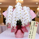 ギフト 花鉢 胡蝶蘭 大輪 白花 選べる種類【お届け中 送料無料 離島お届け不可】Phalaenopsis aphrodite お祝い 開店祝い 開業祝い 誕生日 昇進祝い 就任祝い 栄転祝い 結婚記念日 鉢花 プレゼント 贈り物