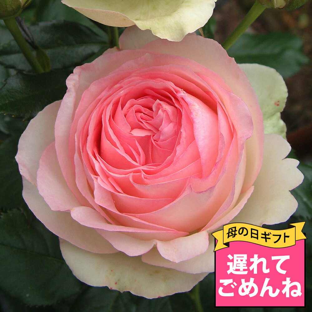 ＼最短発送★遅れてごめんね母の日 ギフト／ 花 つる 大輪 薔薇 ツルバラ ピエールドゥロンサール 1鉢 8号鉢 鉢植え【最短発送 蕾付きでお届け 地域限定 送料無料】Rosa Eden 花 ばら 薔薇 つるばら つる薔薇 鉢植え 地植え オベリスク フェンス 桃花