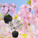 鉢花 ギフト 桜の盆栽・苔玉 選べる4種【お届け中 地域限定送料無料】Prunus subg. Cerasus 御殿場桜 旭山桜 枝垂れ桜 さくら サクラ しだれ 桃花 花木 ギフト 贈答品 フラワーギフト 桜 桃花 ハッピーガーデン