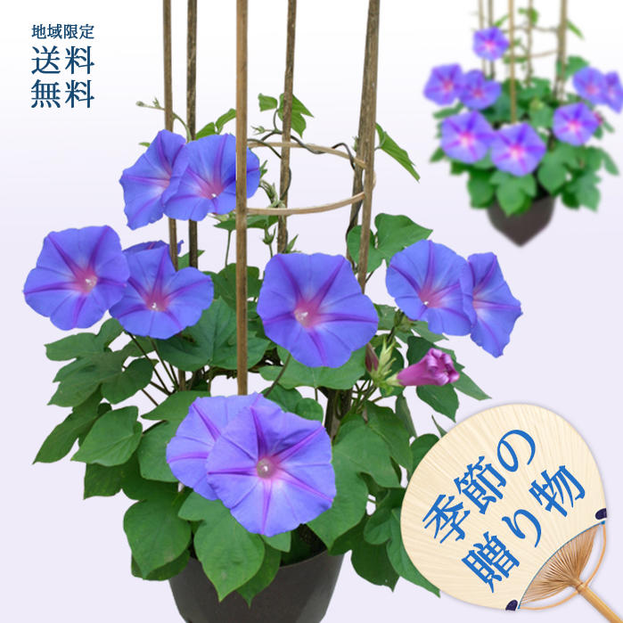 苗 お中元 夏のギフト 花 宿根朝顔 琉球 6号 1鉢 燈仕立て【先行予約 6/28以降発送 地域限定送料無料】朝顔 鉢 ギフト 花鉢 鉢花 誕生日 女性 母 祖母 男性 父 祖父 緑のガーデン フラワーギフト サマーギフト アサガオ 御中元 暑中見舞いのサムネイル