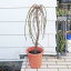 花木 しだれ梅 梅の木 桃花 1鉢 7号【お届け中】Armeniaca mume Prunus mume ウメ バラ科 アンズ属 サクラ属