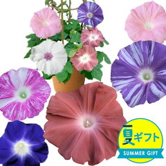 https://thumbnail.image.rakuten.co.jp/@0_mall/wfgarden/cabinet/hanahachi/smmgfiyonsyoku.jpg