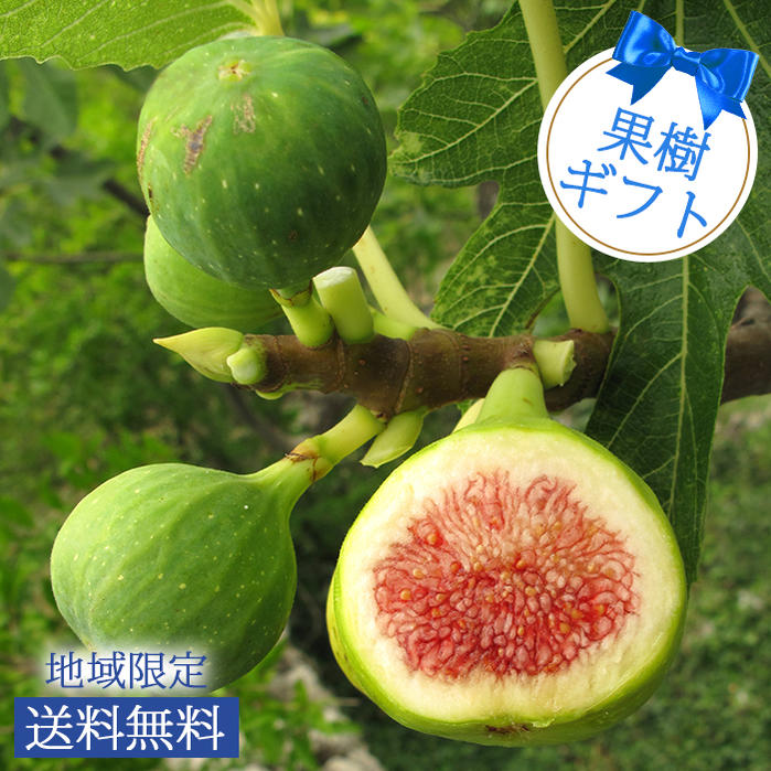 父の日 プレゼント 果樹 ギフト 珍しい イチジク 果樹 選べる3種 6〜7号 鉢植え【父の日期間6...