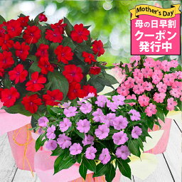 ハッピーガーデン 花の鉢植え ＼母の日早割 クーポン発行中／ プレゼント 花 ギフト 鉢植え サマーインパチェンス 色おまかせ 6号 1鉢【母の日期間5月7日～5月12日 地域限定送料無料 同梱不可 】Summer impatiens お花 花 花鉢 鉢花 誕生日 お祝い フラワーギフト お母さん 母 祖母 2024mom