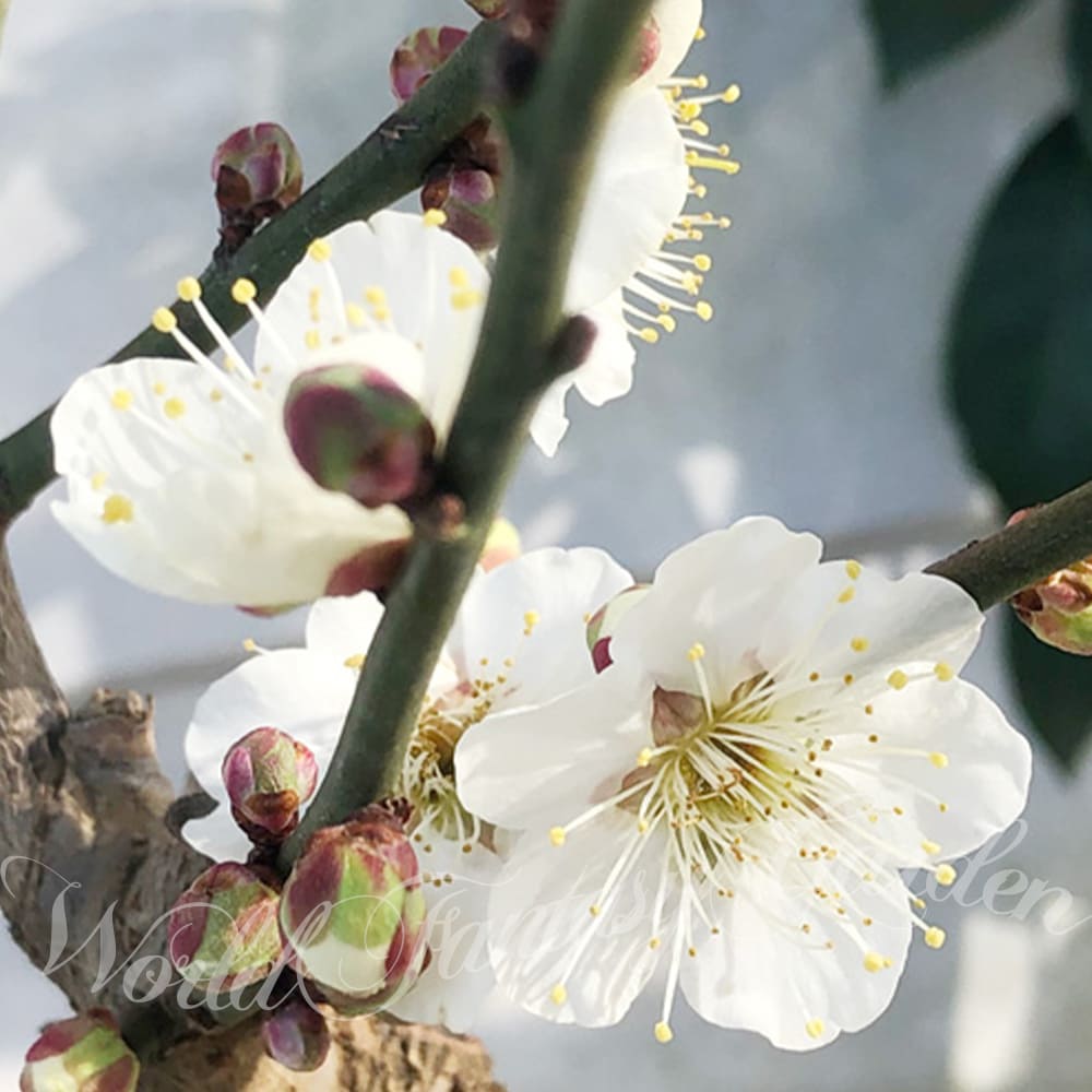 花木 梅の木 冬至梅 白花 1鉢 4.5号 盆栽【お届け中】Prunus mume cv Touji 梅 うめ ウメ 花木 盆栽 庭木 花梅 耐寒性落葉高木 トウジバイ トウジウメ ガーデン ガーデニング ハッピーガーデン