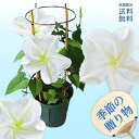 当日発送 ご注文は当日正午迄★ お中元 ギフト 鉢植え 夕顔 白花 6号 1鉢 花【順次発送 地域限定 送料無料】グリーンカーテン 鉢花 御中元 花 夏 退職 誕生日 プレゼント 父 母 祖母 祖父 フラワーギフト サマーギフト お祝い 入谷 朝顔 あさがお