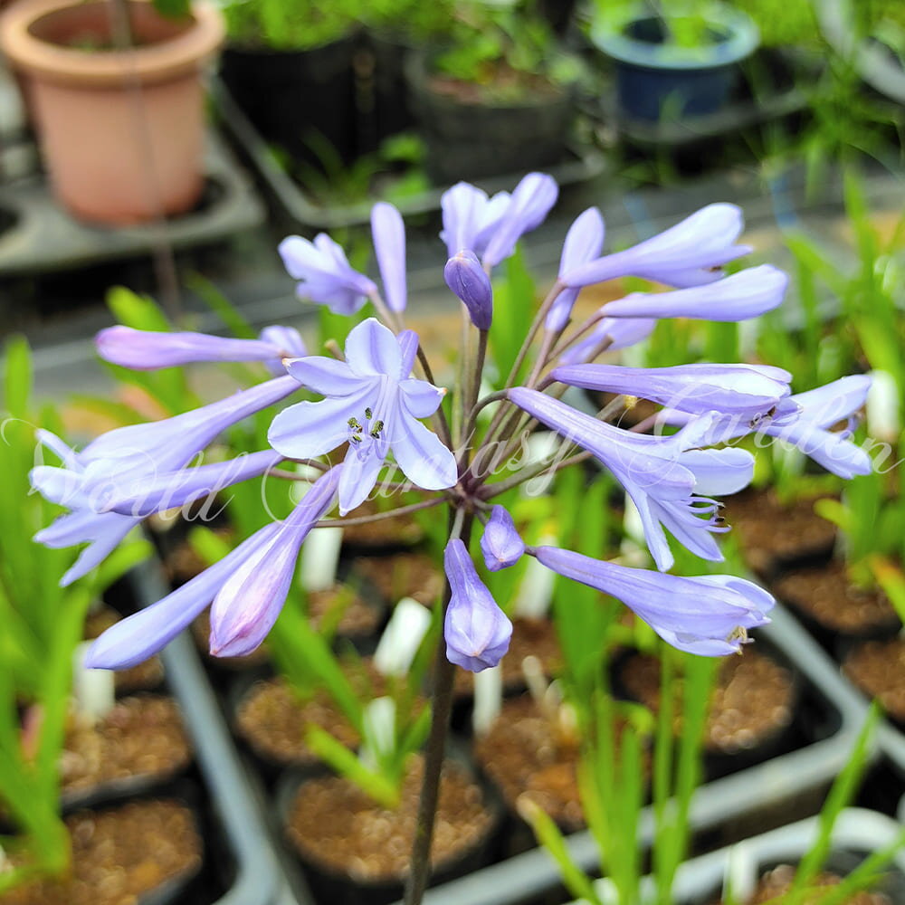 花苗 夏 アガパンサス アフリカンス 青花 1鉢 4号【開花見込み株】Agapanthus africanus ムラサキクンシラン 紫君子…