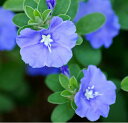 花苗 夏 苗 エボルブルス アメリカンブルー ラグーン 4号鉢 青花 夏の花【お届け中】Evolvulus pilosus 暑さに強い 1年草 寄せ植え ハンギング ガーデン 苗 花 ガーデニング 花壇 前方 植物苗 ハッピーガーデン
