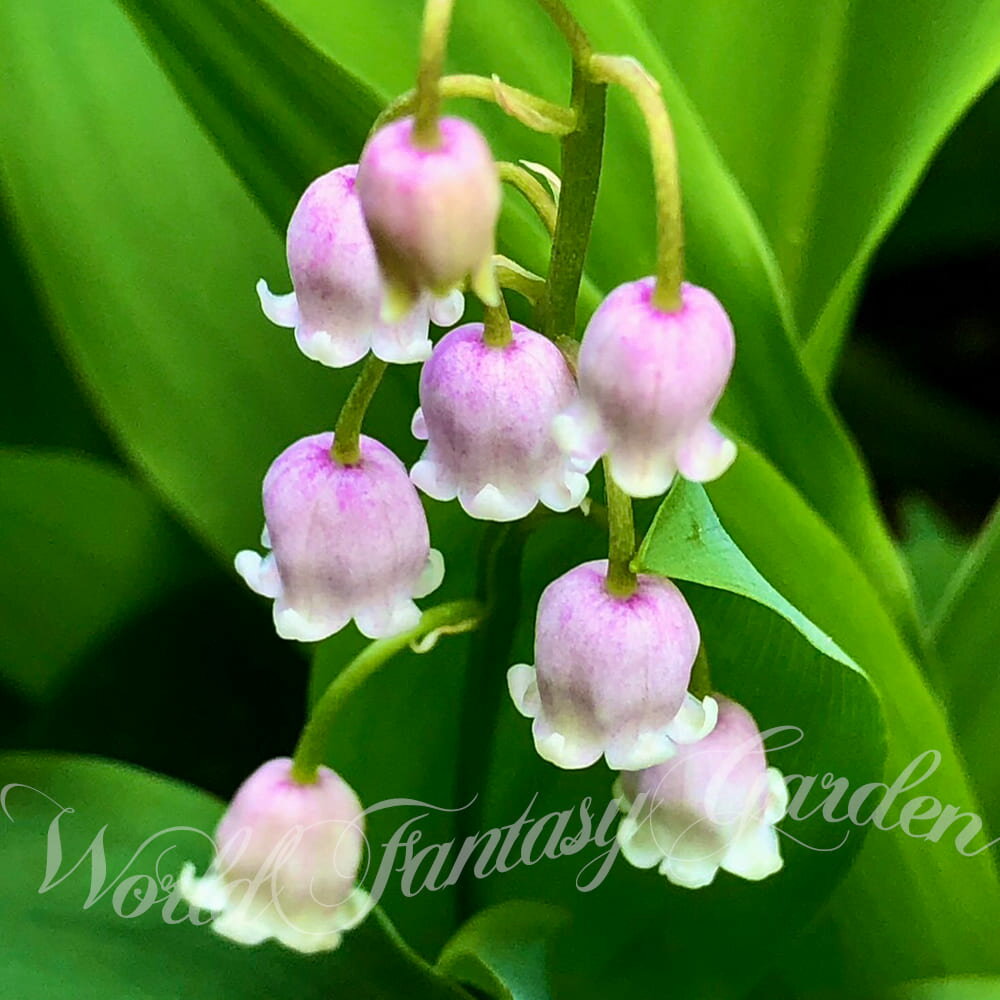 花苗 宿根草 夏苗 スズラン ロゼア ピンク花 花なし 1鉢 2芽以上 3.5号ロング【お届け中 花なし】Convallaria majali…