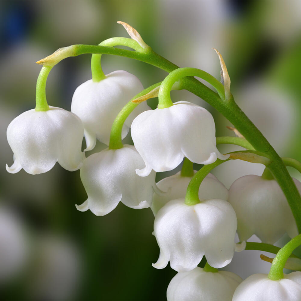 花苗 春 珍しい　斑入り葉 ドイツスズラン 白花 花なし 2鉢セット 3.5号【お届け中】Convallaria majalis 鈴蘭 すず…