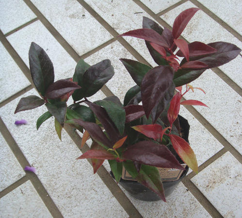 アキシラリス セイヨウナンテン 3号1鉢 leucothoe axillaris 苗 紅葉 寄せ植え 常緑低木