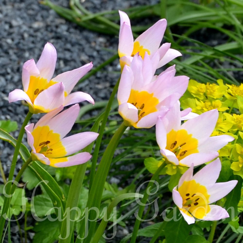植えっぱなし 球根 花 原種チューリップ ライラックワンダー 5球セット【お届け中 小球根 メール便対応】Tulipa saxatilis Lilac wonder 多年草 桃黄花 秋植え球根 花の球根 庭植え ガーデニング ガーデン 鉢植え 草丈低 秋 ハッピーガーデン