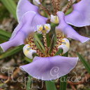 \超希少/花苗 芽出し 球根 苗 花 オニラ ウングイクラタ 1芽 1球植え 1鉢 3号【お届け中】Onira unguiculata Baker 多年草 一日...