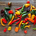 野菜苗 夏 World Hot Chili Peppers とうがらし 苗 選べる31種類 1鉢 3号鉢【お届け中】トウガラシ チリペッパー 唐辛子 激辛 夏苗...
