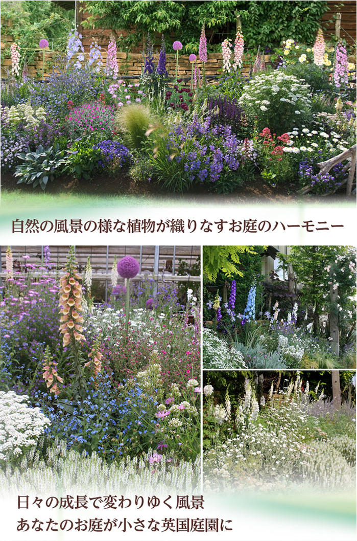 楽天市場 楽天1位 花苗 秋のイングリッシュガーデン 苗9鉢 苗セット幅1mx1m 花壇用 植え込む用 先行予約 お届け10月中旬以降 地域限定 送料無料 花の苗 一年草 宿根草 多年草 花壇 庭 初級 ガーデニング 苗物 ナチュラルガーデン 英国庭園風 ハッピーガーデン 5 楽天市場 楽天1位 花苗 秋のイングリッシュガーデン 苗9鉢 苗セット幅1mx1m 花壇用 植え込む用 先行予約 お届け10月中旬以降 地域限定 送料無料 花の苗 一年草 宿根草 多年草 花壇 庭 初級 ガーデニング 苗物 ナチュラルガーデン 英国庭園風 ハッピーガーデン 5