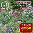 \プレゼント球根付き/ 楽天1位 花苗 苗 花 宿根草 秋 イングリッシュガーデン セット 6苗 幅1mX奥行50cm 【10月〜発送開始 地域限定 送料無料 ...
