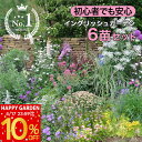 楽天1位 花苗 苗 花 宿根草 イングリッシュガーデン セット 6苗 幅1mX奥行50cm 【お届け中 地域限定 送料無料 同梱可能】苗 一年草 多年草 花壇 ...