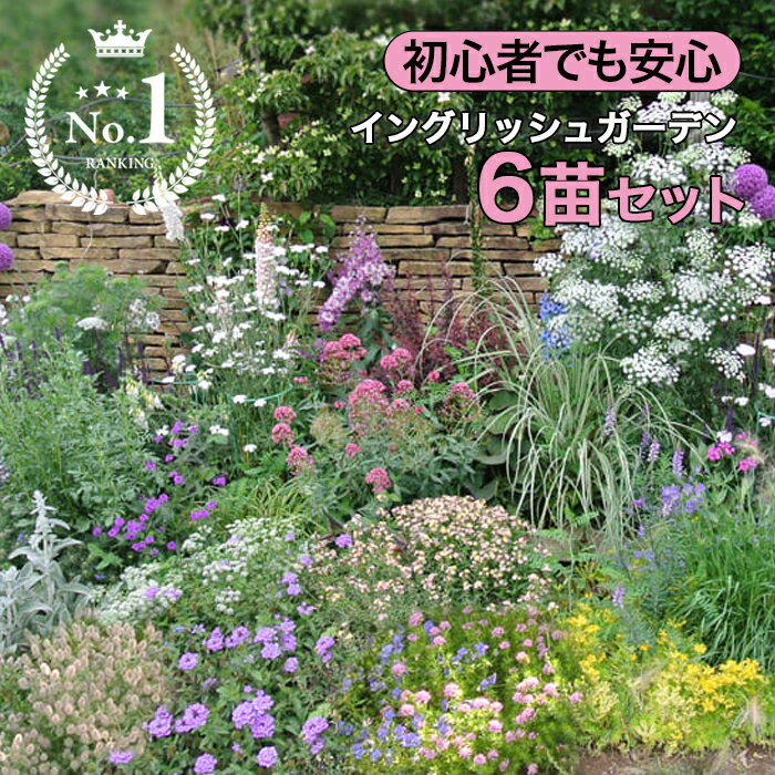 楽天1位 花苗 宿根草 春 イングリッシュガーデン 6苗セット 幅1mX奥行50cm 花壇用 苗セット【お届け中 地域限定 送料無料 同梱可能】苗 一年草 多年草 花壇 庭 初級 ガーデニング ハッピーガーデン 草丈 花苗セット