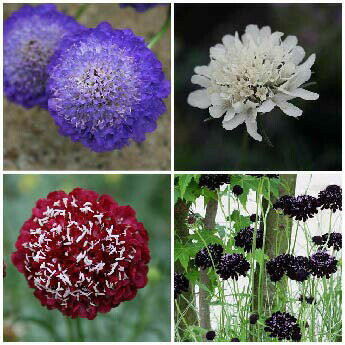 花苗 スカビオサ 4種より選択 1鉢3.5号 Scabiosa atropurpure Ace of Spade 宿根草 耐寒性 赤花 白花 青花 エースオブスペード オックスフォードブルー スノーメイデン ルージュカーマイン 春苗 ハッピーガーデン