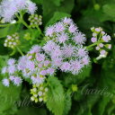 花苗 ユーパトリウム ブルーミストフラワー 1鉢 3～3.5号【お届け中】Conoclinium coelestinum Eupatorium coelestinum ユーパトリュウム 苗 花の苗 花 夏の花 草花 青花 宿根草 多年草 セイヨウフジバカマ アオバナフジバカマ ガーデン ガーデニング ハッピーガーデン