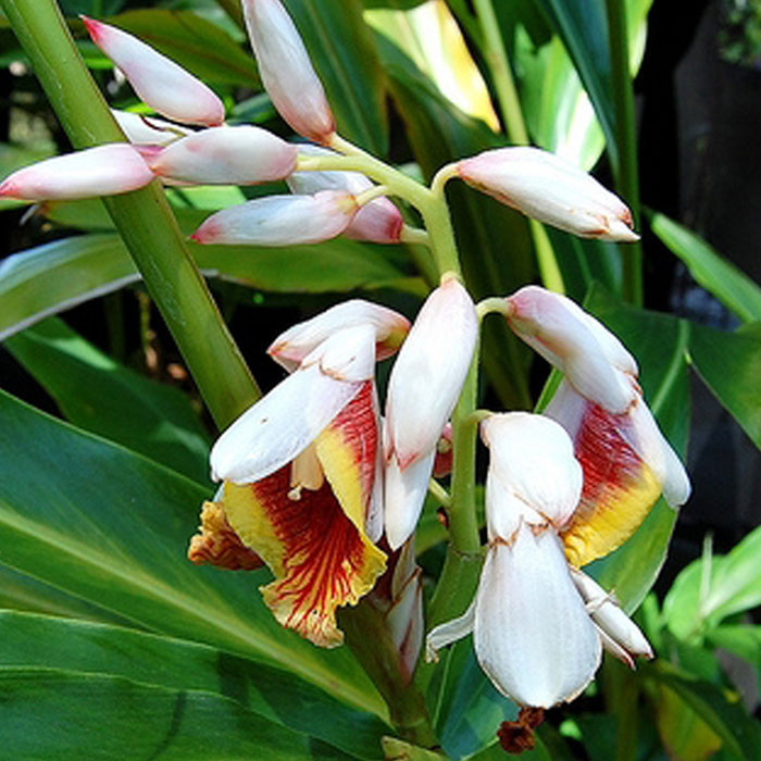 花苗 夏 ゲットウ シェルジンジャー 1鉢4号【お届け中】Alpinia zerumbet Shell Ginger 月桃 げっとう ..