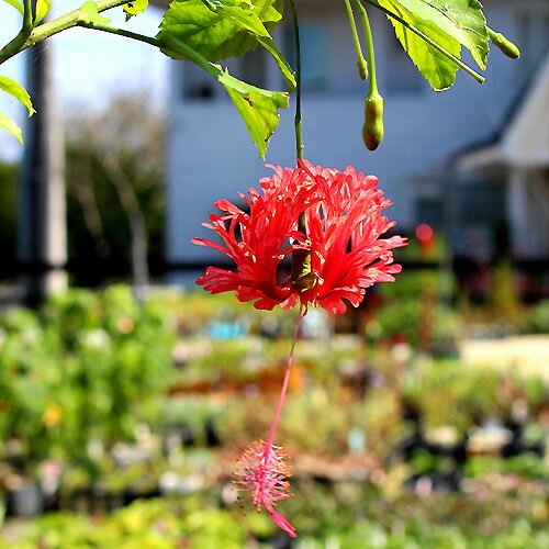 珍しい 花苗 夏 ハイビスカス フウリンブッソウゲ 風鈴仏桑花 1鉢 3号【お届け中】Hibiscus schizopetalus 夏苗 季節の花苗 苗物 非耐..